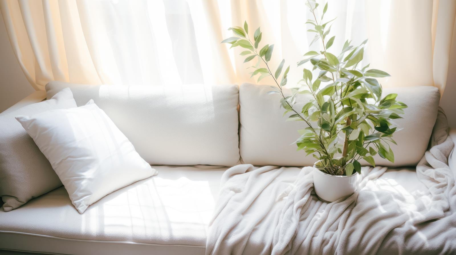 「ソファーの上の観葉植物」の写真