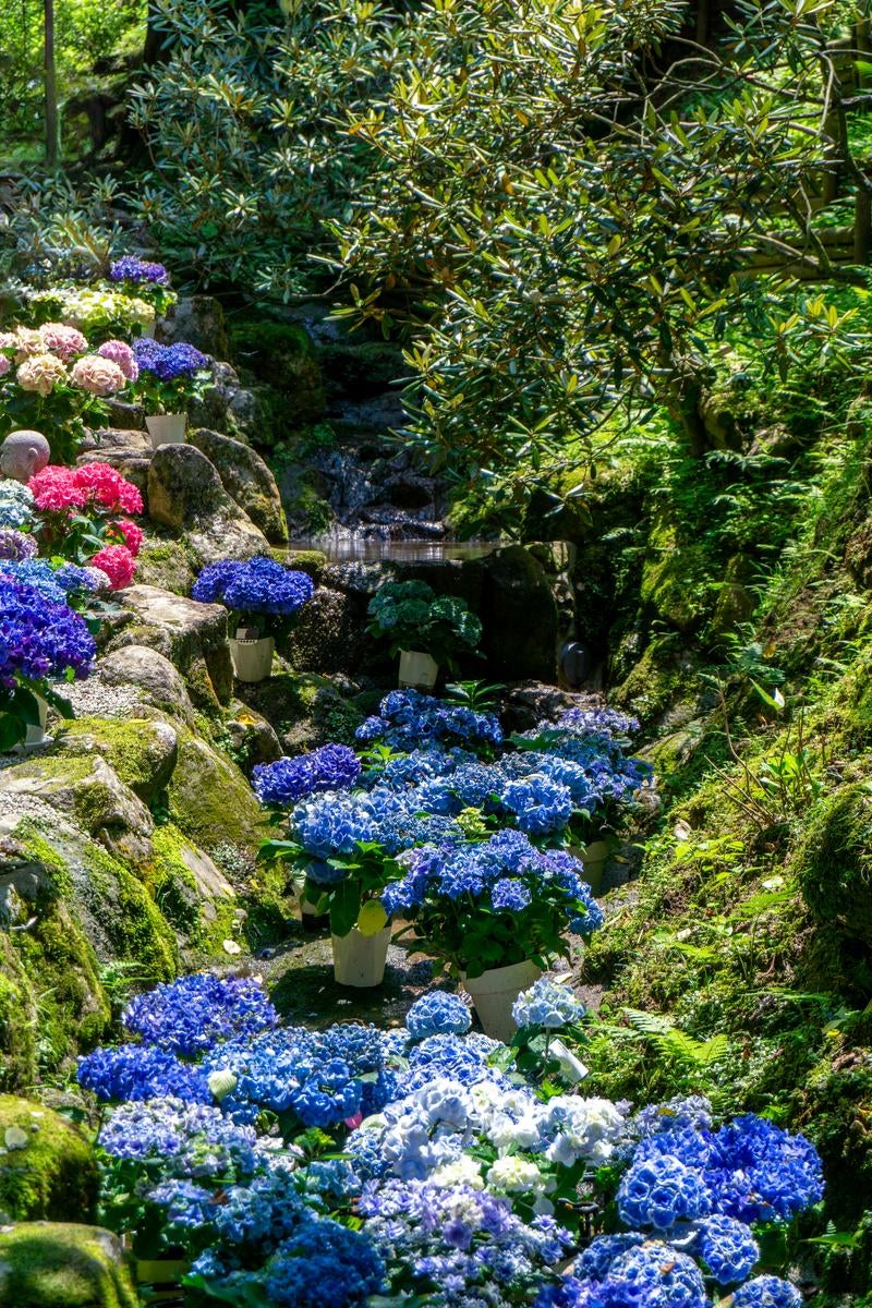 「参道沿いの小さな流れに飾られた日の光に輝く紫陽花の鉢植え」の写真
