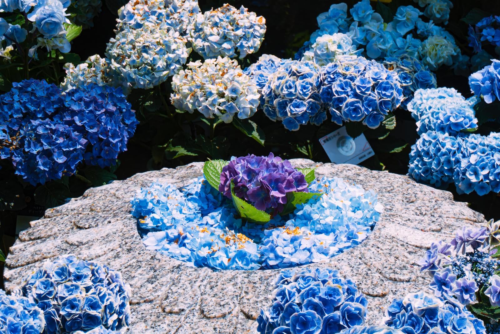 「涼し気な青系の紫陽花が彩る「華の池」」の写真