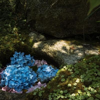 苔むした岩の小さなくぼ地を満たす紫陽花と訪れたハチの写真