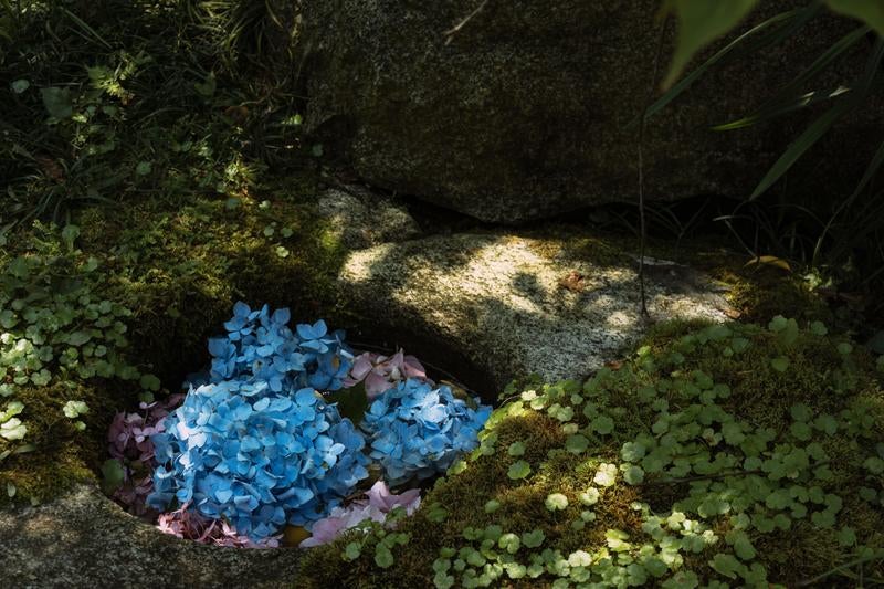 苔むした岩の小さなくぼ地を満たす紫陽花と訪れたハチの写真