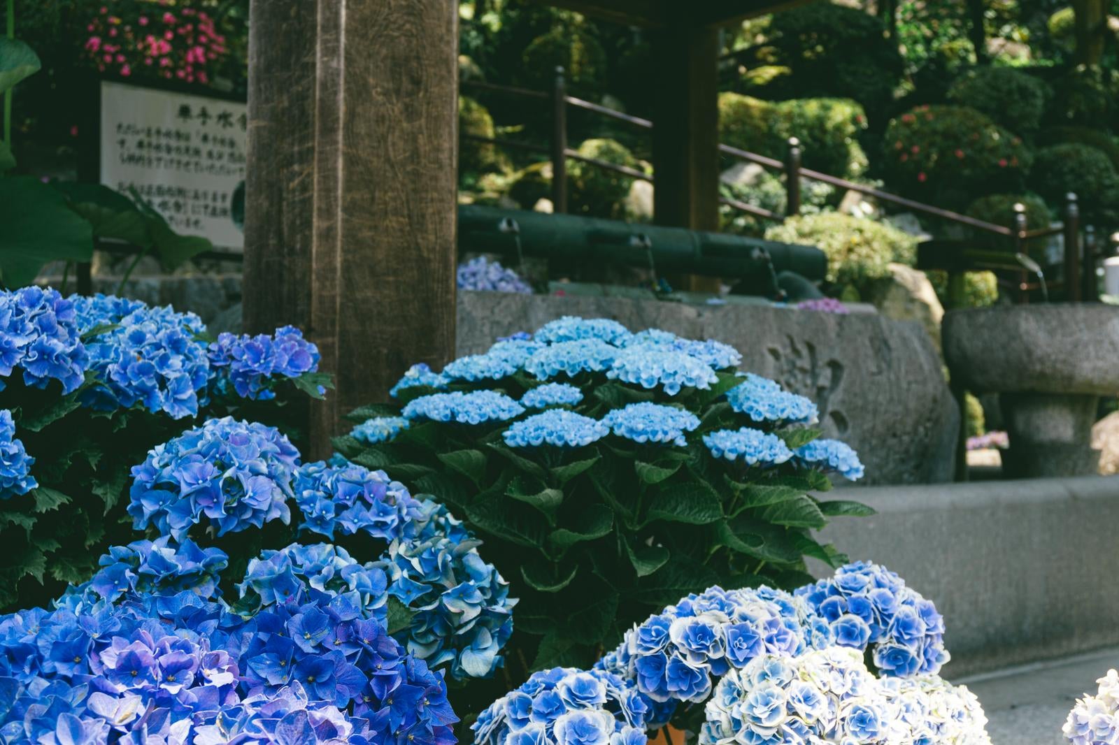 「「華手水舎」の足元を飾る鉢植えの紫陽花」の写真