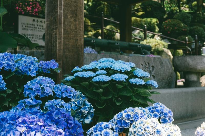 「華手水舎」の足元を飾る鉢植えの紫陽花の写真