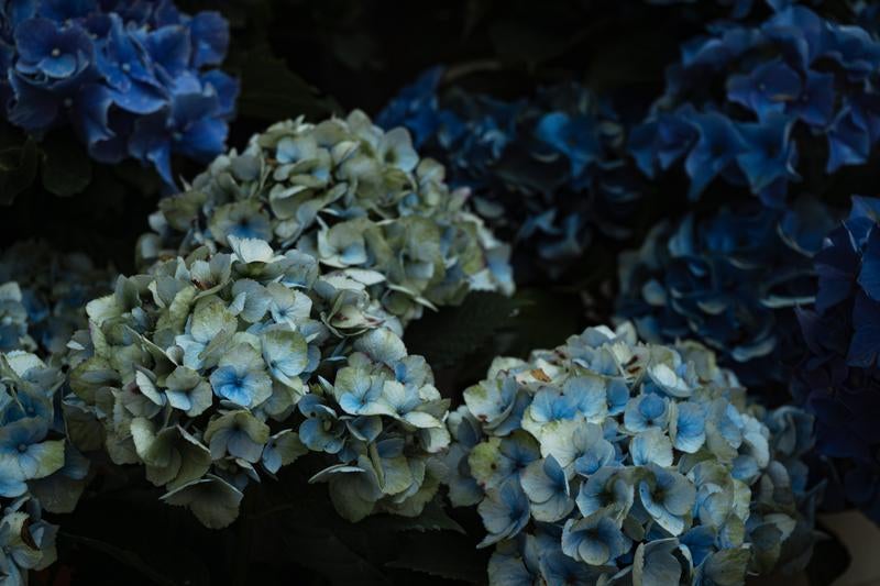 濃い色の紫陽花の中に浮かび上がる淡いブルーの紫陽花の写真