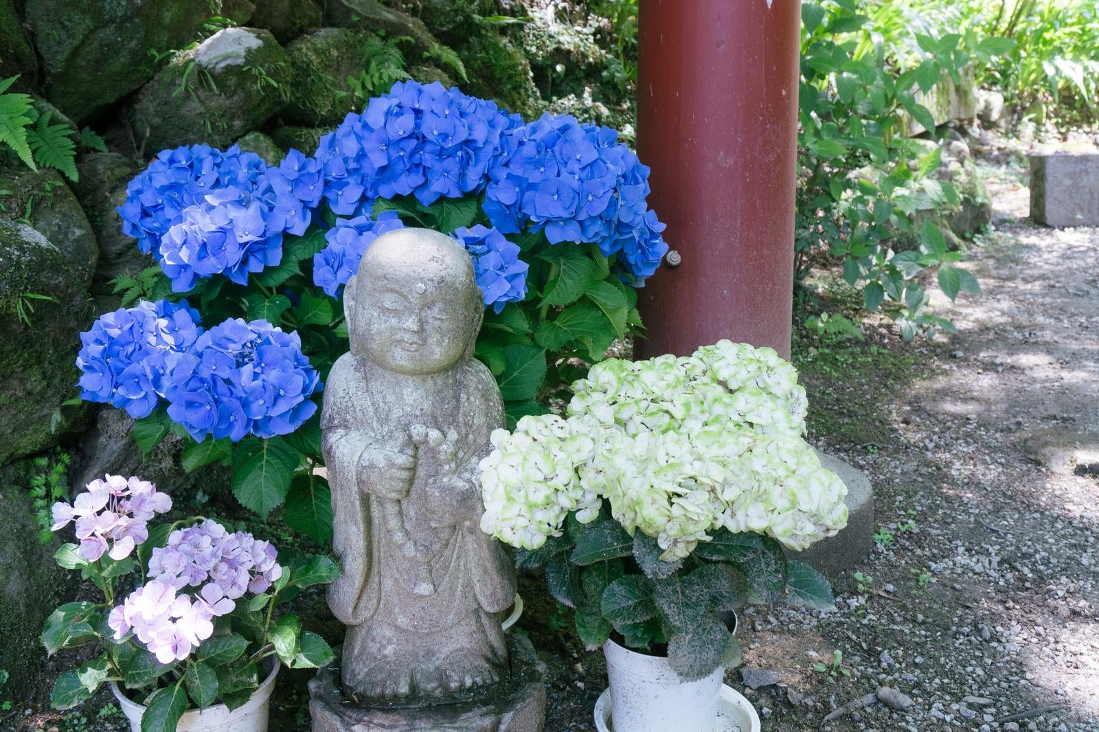 「朱色の鳥居の柱の足元で紫陽花に囲まれ迎えてくれるお地蔵様」の写真