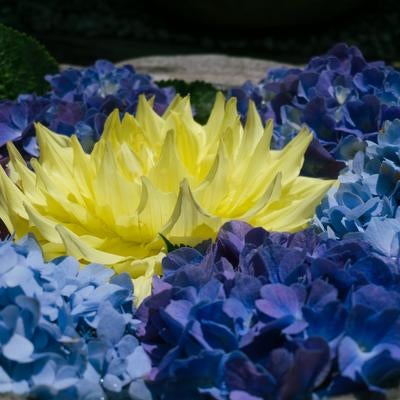 青や紫の紫陽花に囲まれ輝くように見える黄色いダリヤの写真