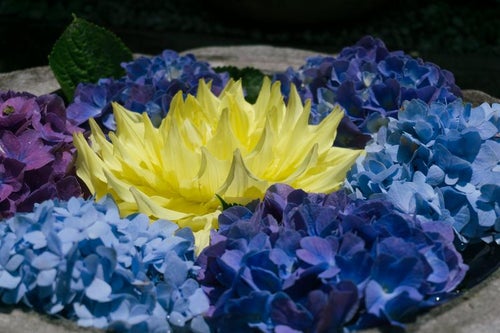 青や紫の紫陽花に囲まれ輝くように見える黄色いダリヤの写真