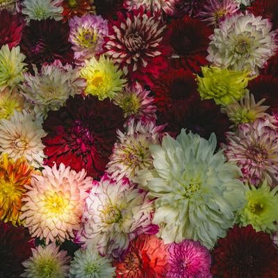 一面のダリヤの写真