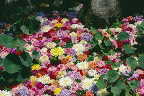 豊かな彩に満たされた華の池の写真