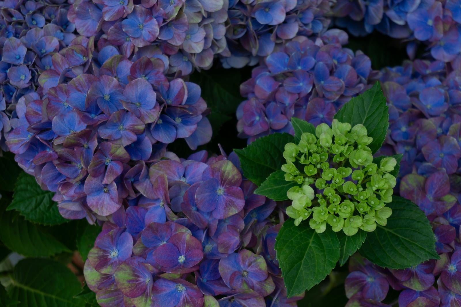 「咲き誇る紫陽花から顔を出す若い花枝」の写真