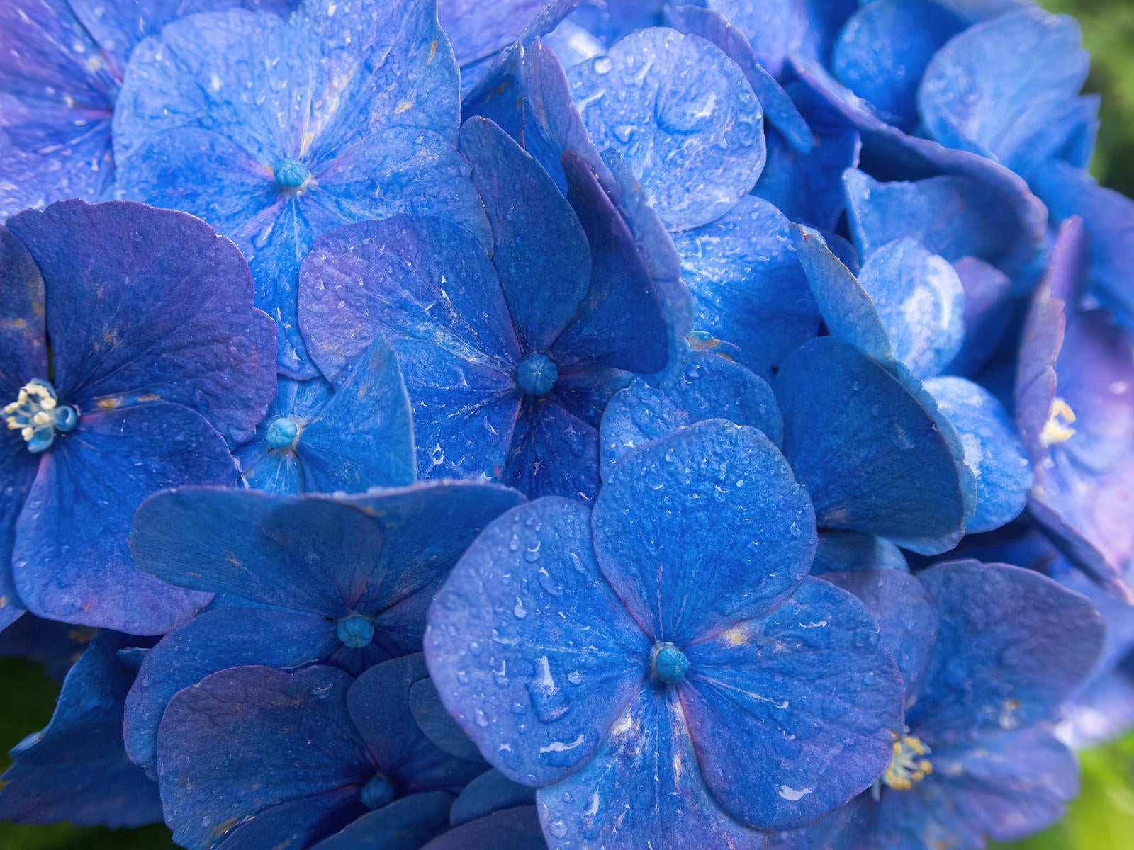 「水滴と紫陽花」の写真