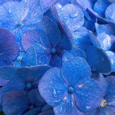 水滴と紫陽花の写真