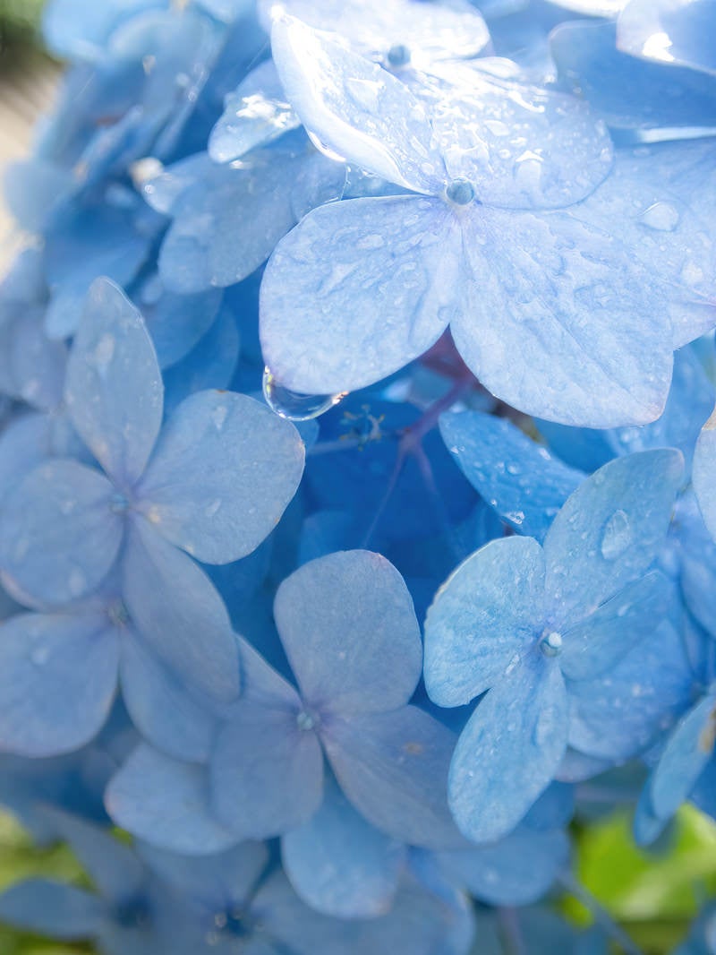 「水滴の紫陽花」の写真