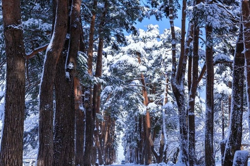 雪の松並木の写真