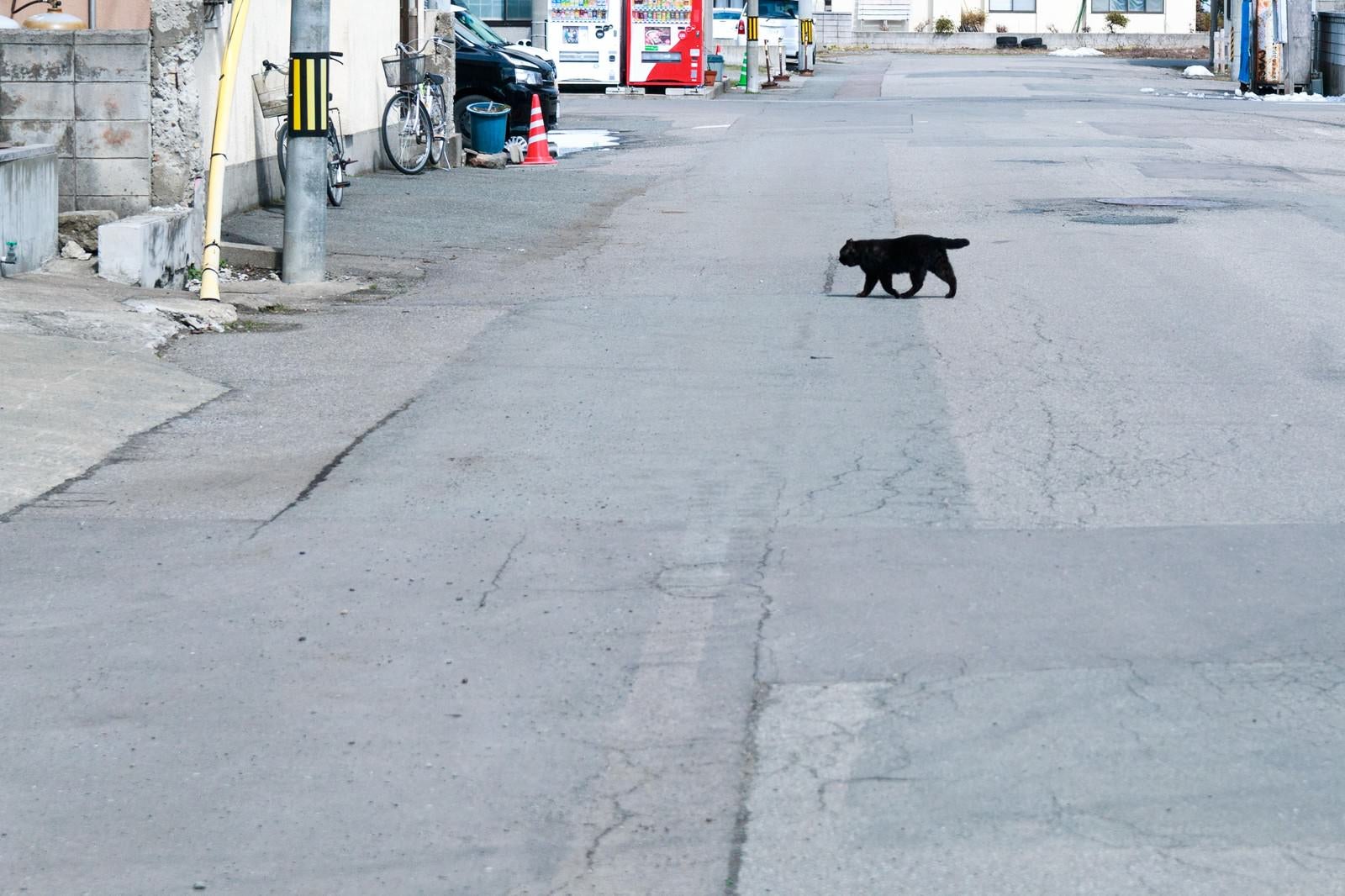 「横切る黒猫」の写真