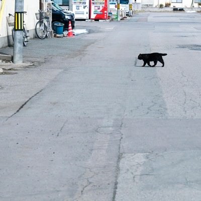 横切る黒猫の写真