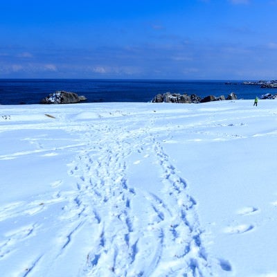 雪の種差海岸の写真