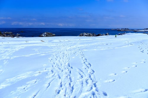 雪の種差海岸の写真