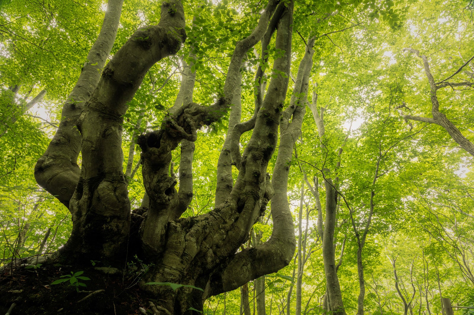 「新緑のブナの木」の写真