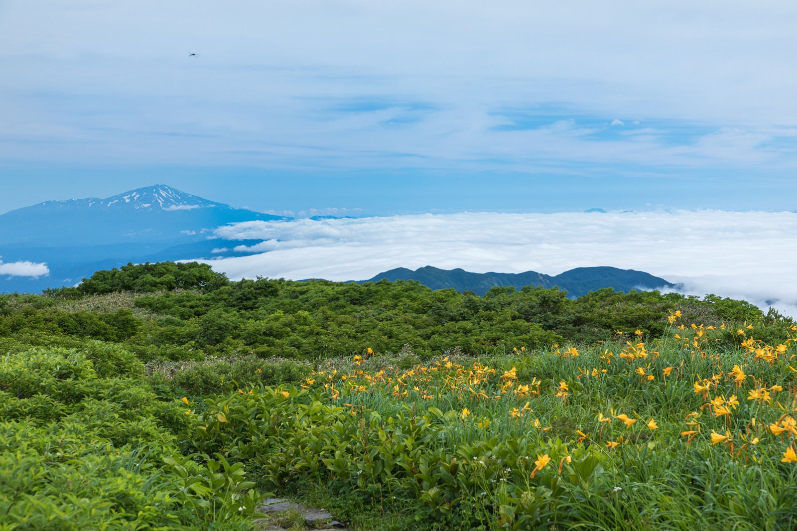 「月山の弥陀ヶ原湿原から見える鳥海山」の写真