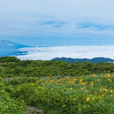 月山の弥陀ヶ原湿原から見える鳥海山の写真