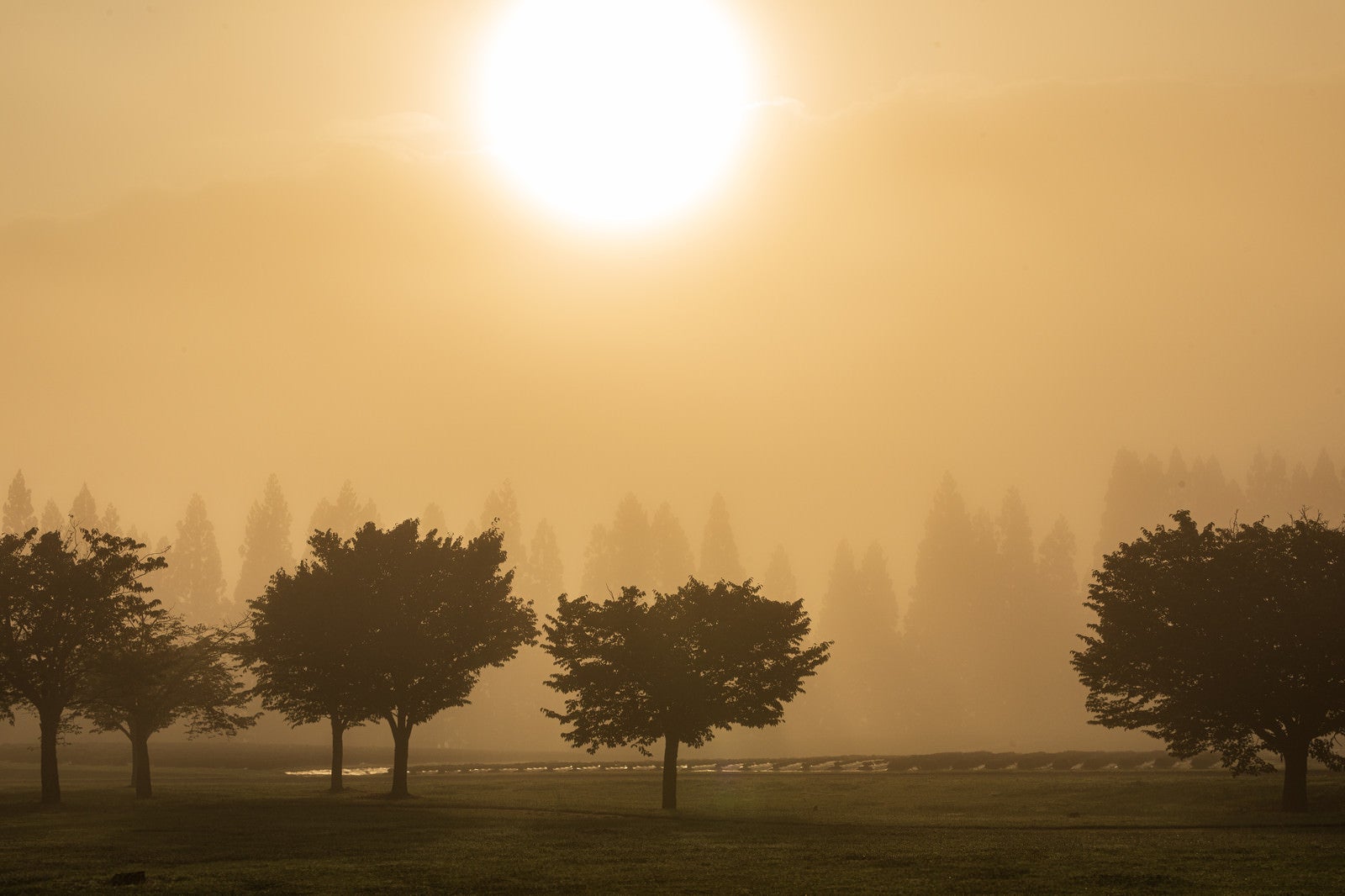 「霧の朝」の写真