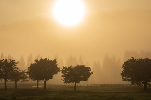 霧の朝の写真
