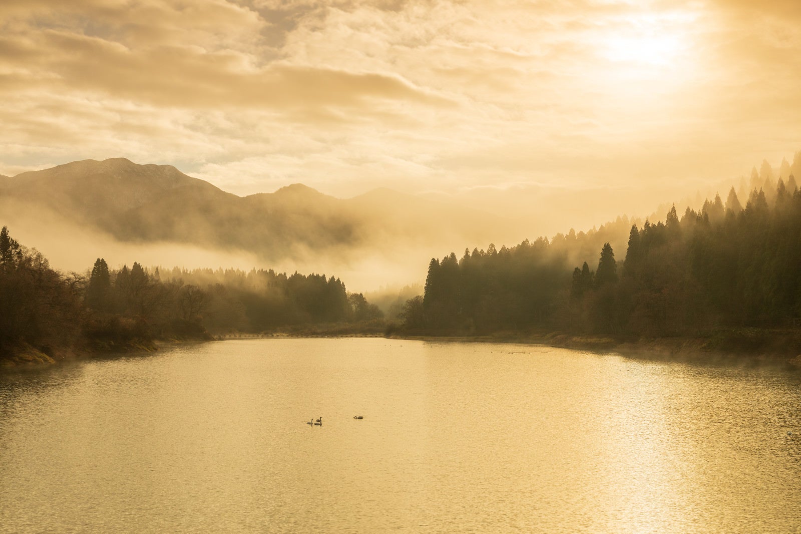 「冬のため池の朝」の写真