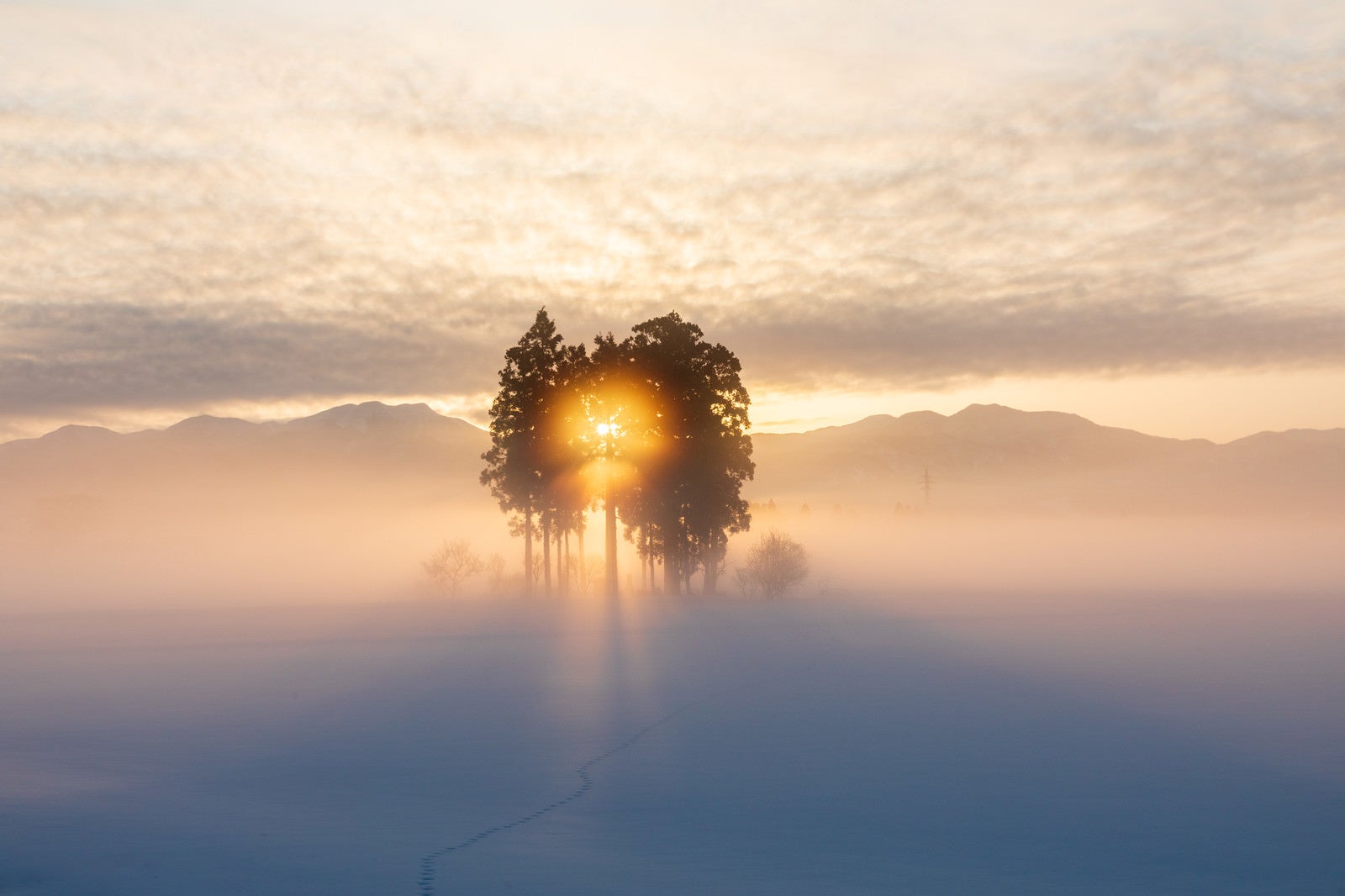 「雪原の朝」の写真