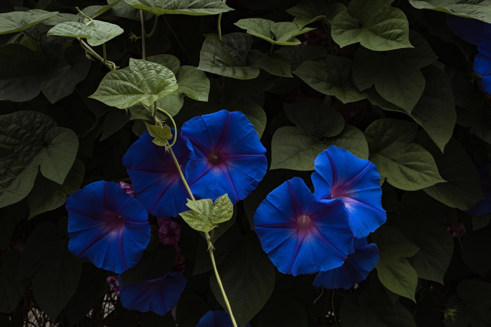 「開花する青い朝顔」の写真