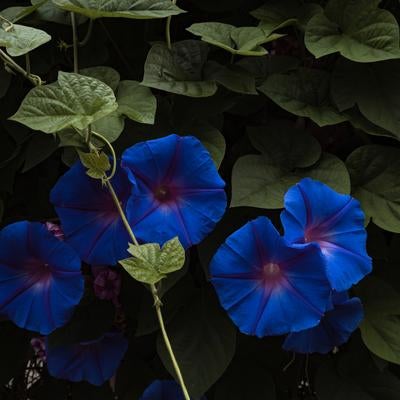 開花する青い朝顔の写真