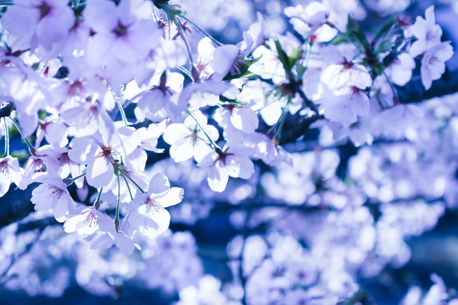 「冷たい桜」の写真