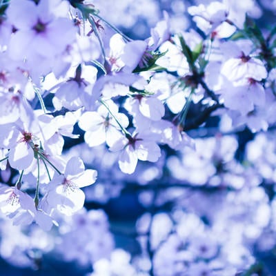 冷たい桜の写真