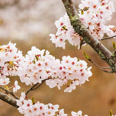枝と桜の花の写真