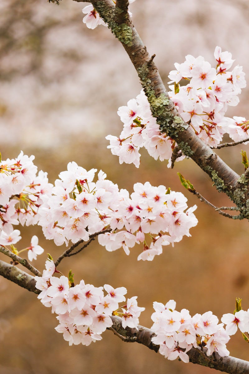 「枝と桜の花」の写真