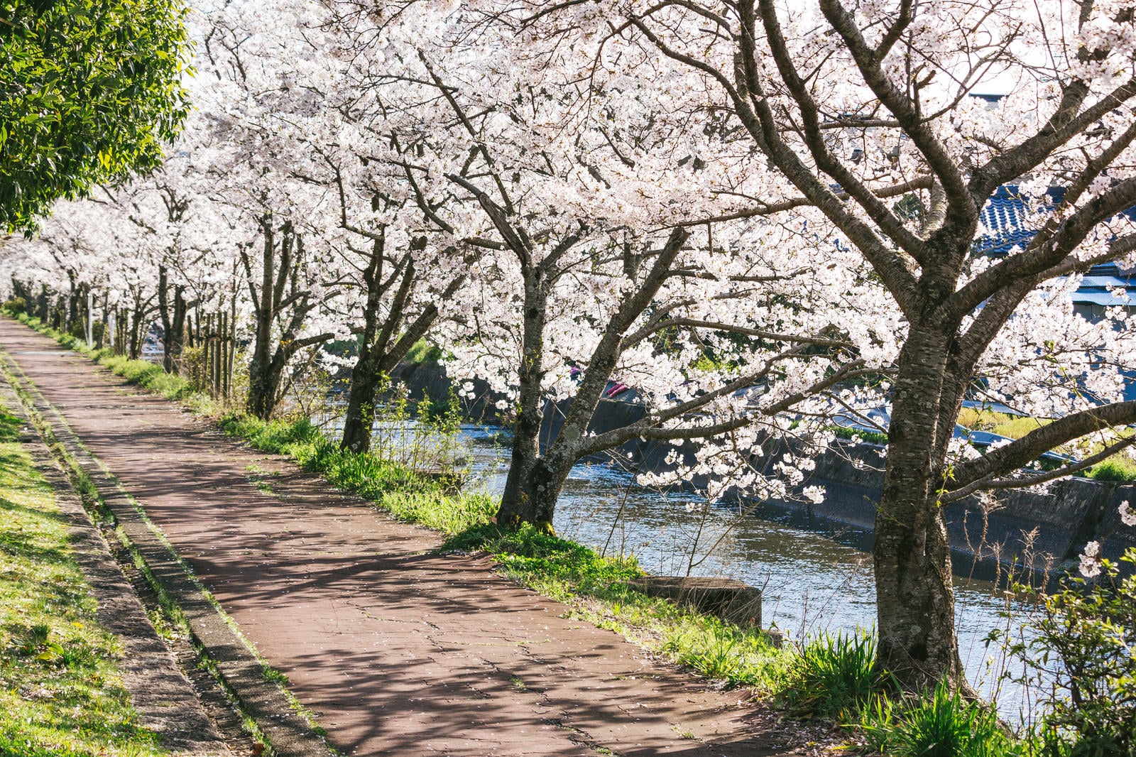 「満開の桜並木」の写真