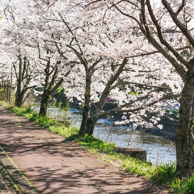 満開の桜並木の写真