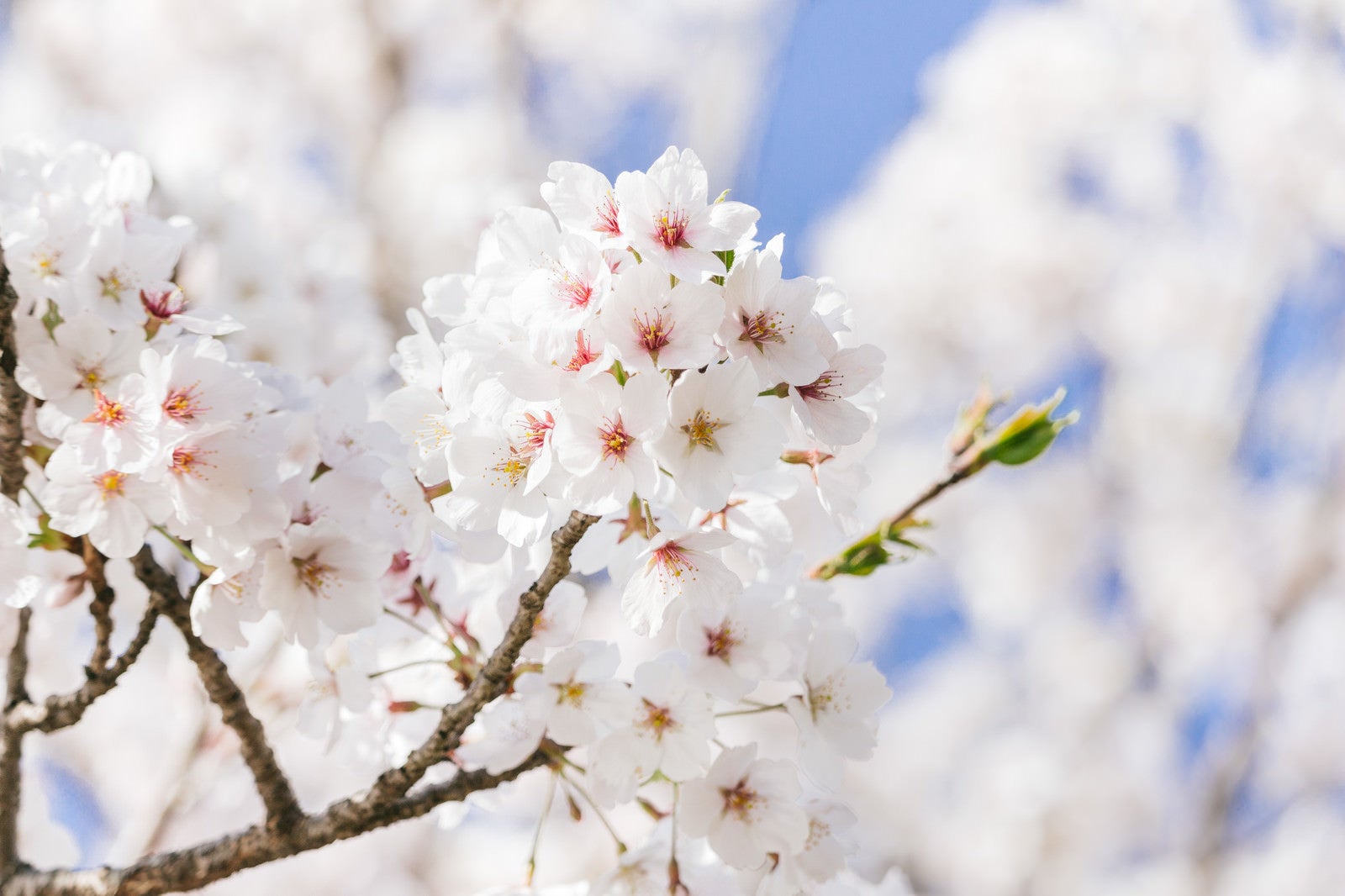 「桜咲く」の写真