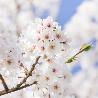 桜咲くの写真