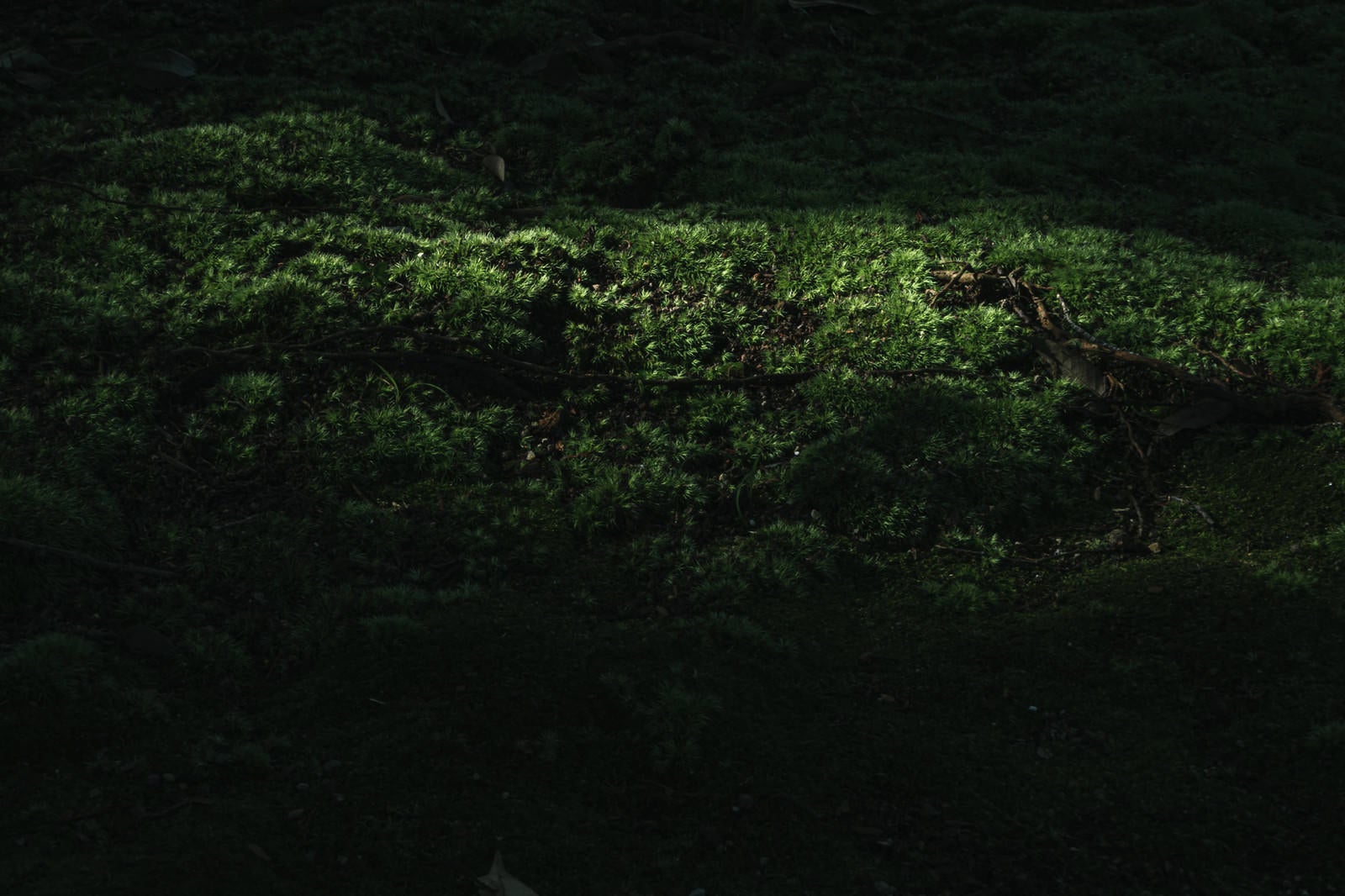 「木漏れ日が落ちる苔の絨毯」の写真
