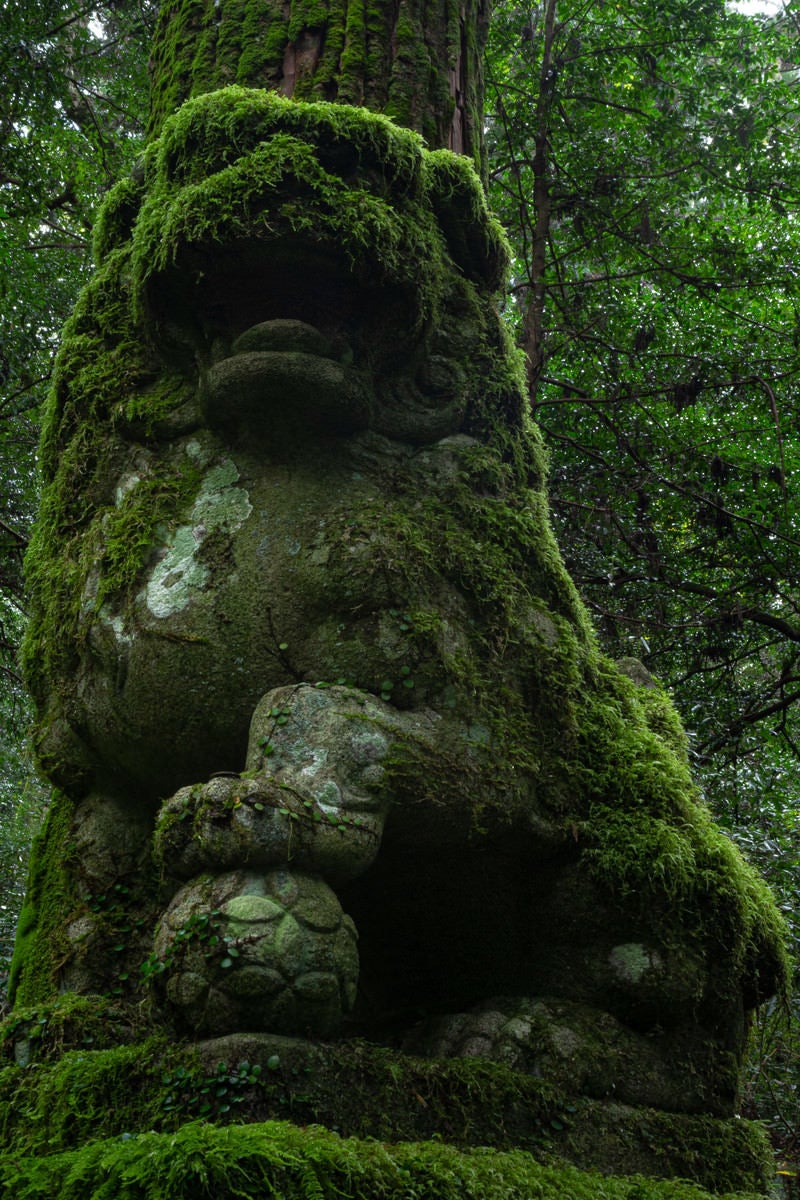 「森の中の苔に覆われた狛犬」の写真
