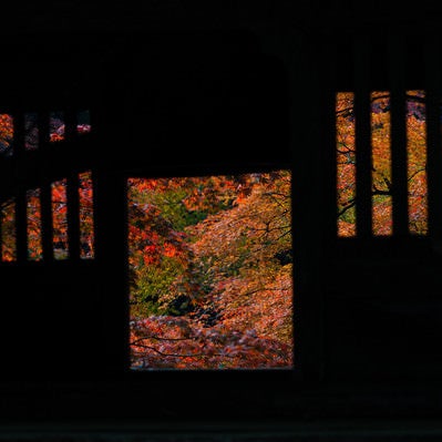 門越しに見える紅葉の写真