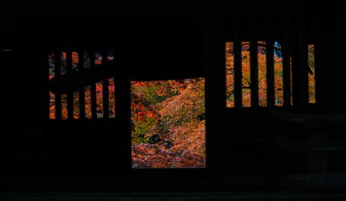 門越しに見える紅葉の写真