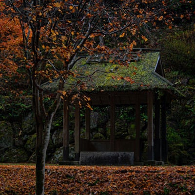 五宝滝公園の枯れ葉に囲まれた東屋の写真