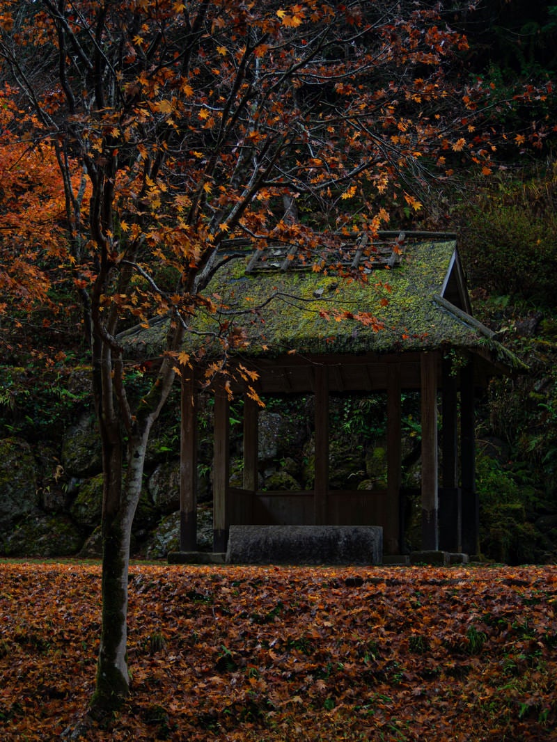 「五宝滝公園の枯れ葉に囲まれた東屋」の写真