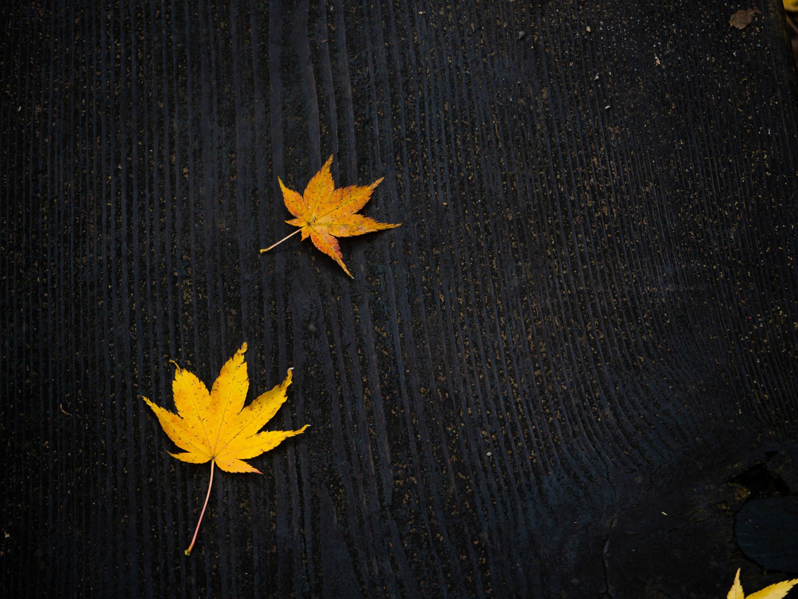 「黒いベンチに残る秋のあとかた」の写真