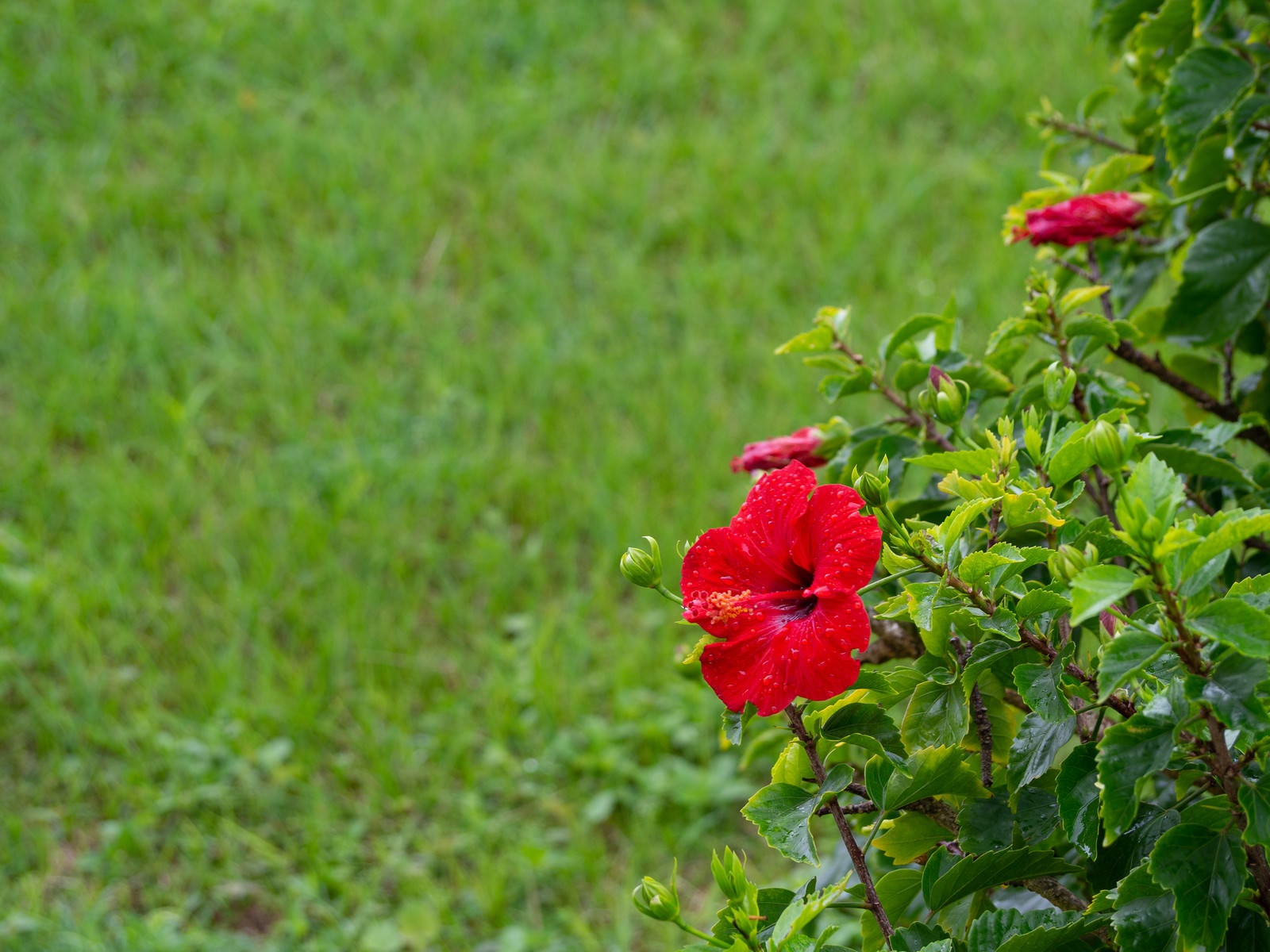「雨上がりに鮮やかに咲くハイビスカス」の写真