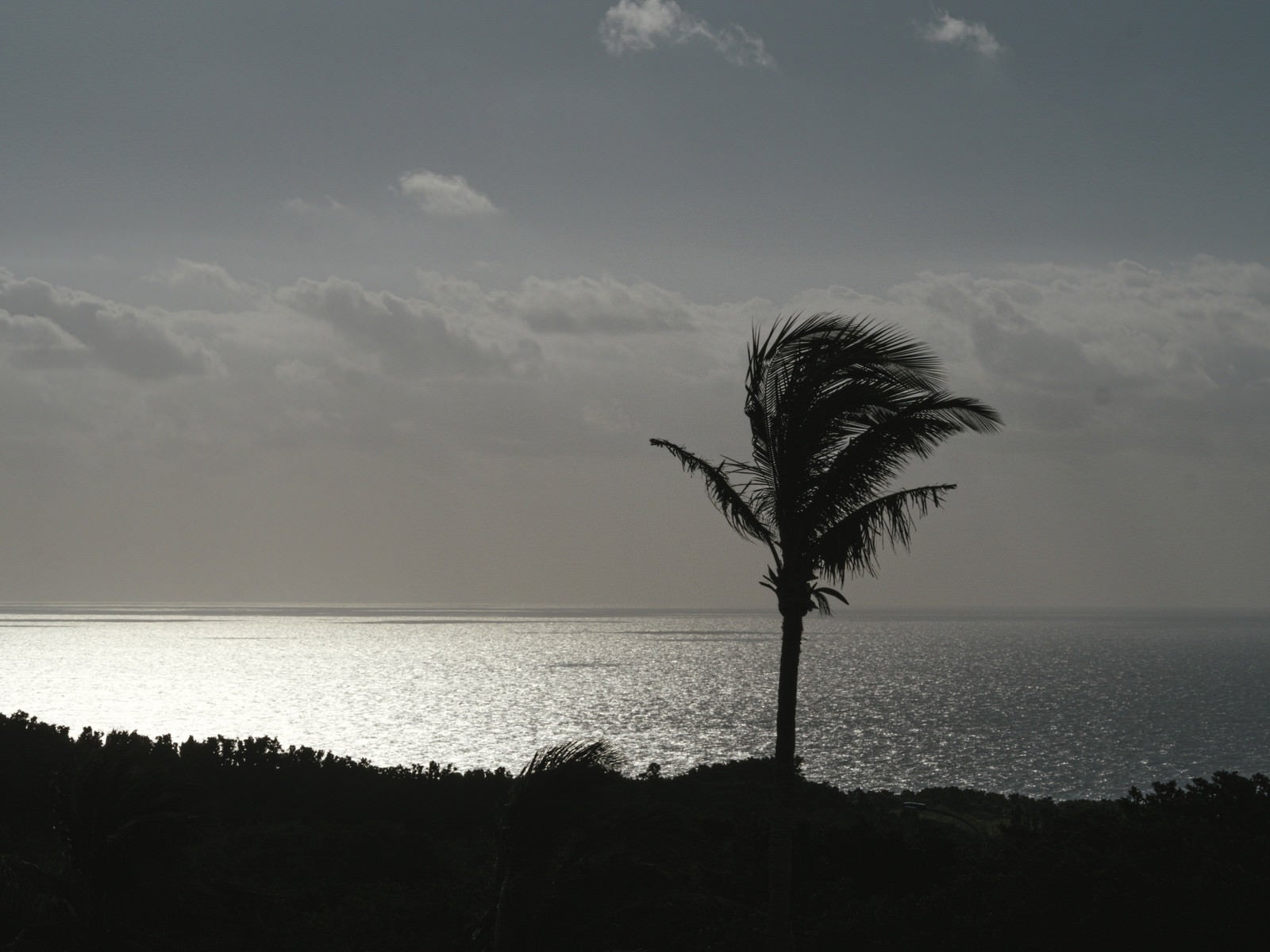 「海風に揺られるヤシの木のシルエット越しに見える輝く水平線」の写真