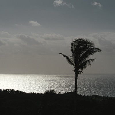 海風に揺られるヤシの木のシルエット越しに見える輝く水平線の写真