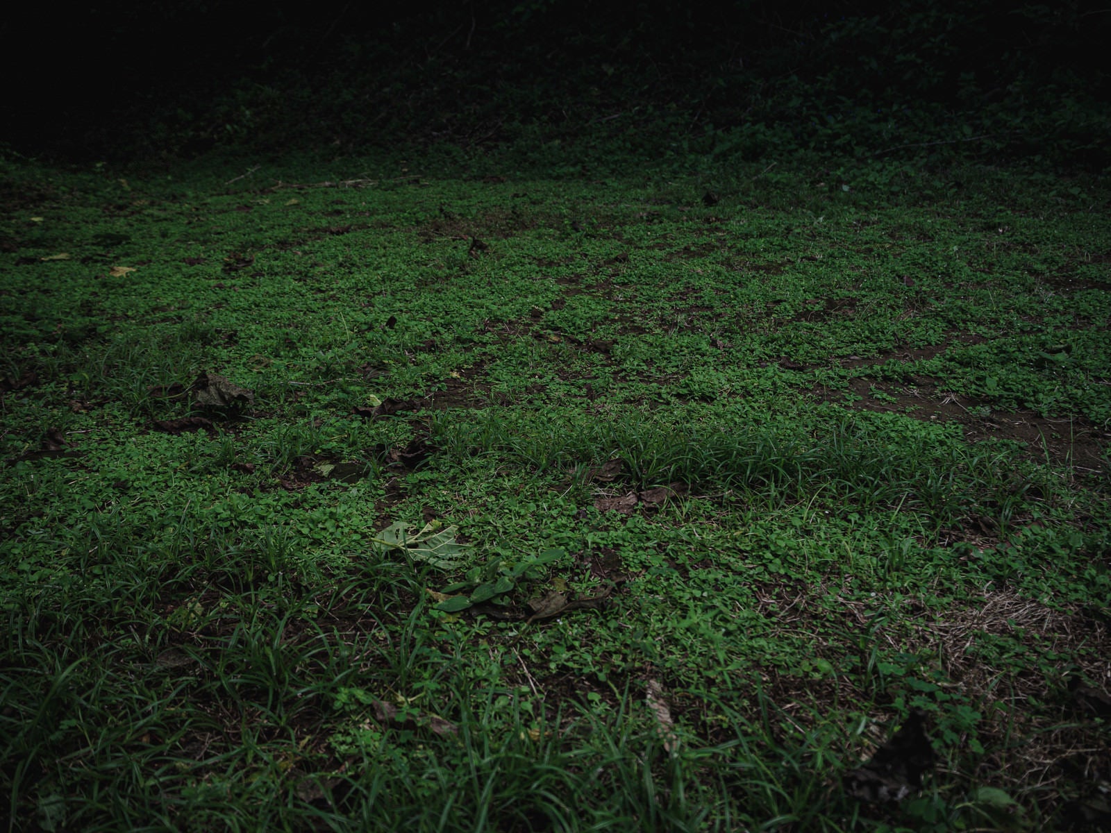 「雑草に覆われた道」の写真